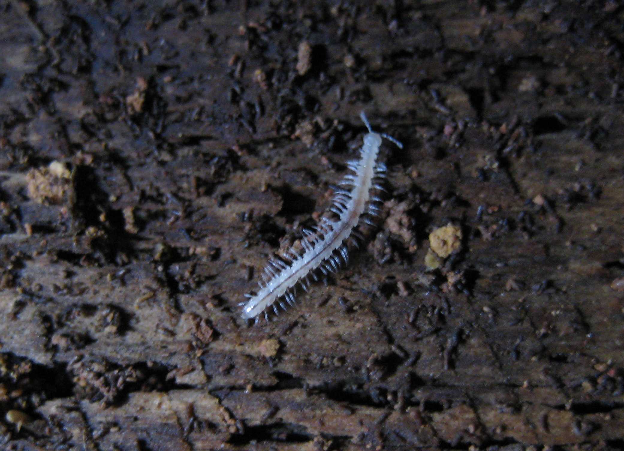 Cave of the Winds New Species of Milliped cropped WEB