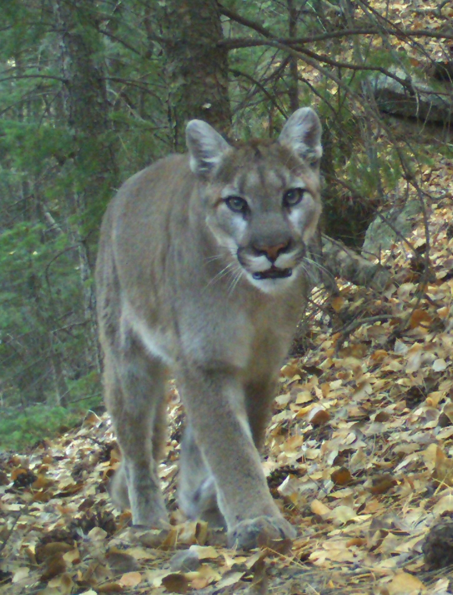 Mountain Lion in the Fall Mountain Lion in the Fall